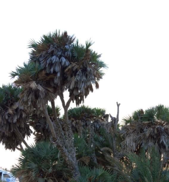 أشجار الدوم فى المنطقة