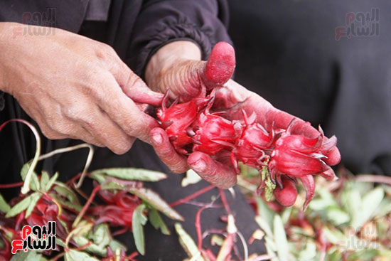 تقشير-الكركديه