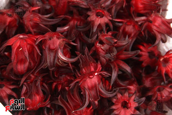 الكركديه-الأسوانى