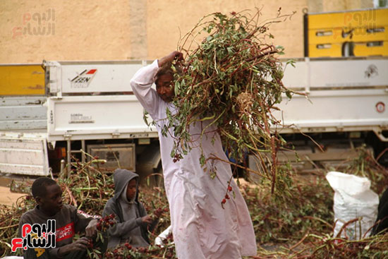 أثناء-جمع-المحصول