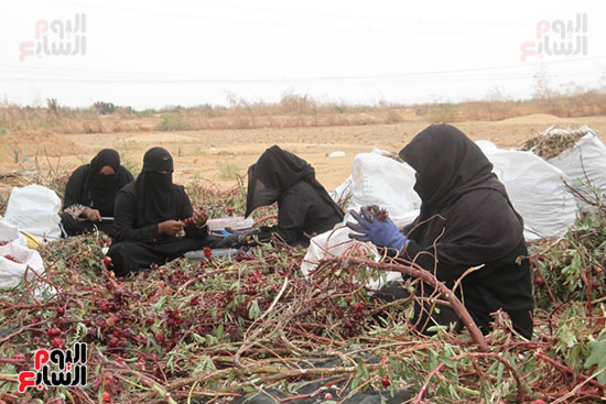 السيدات-فى-الحصاد