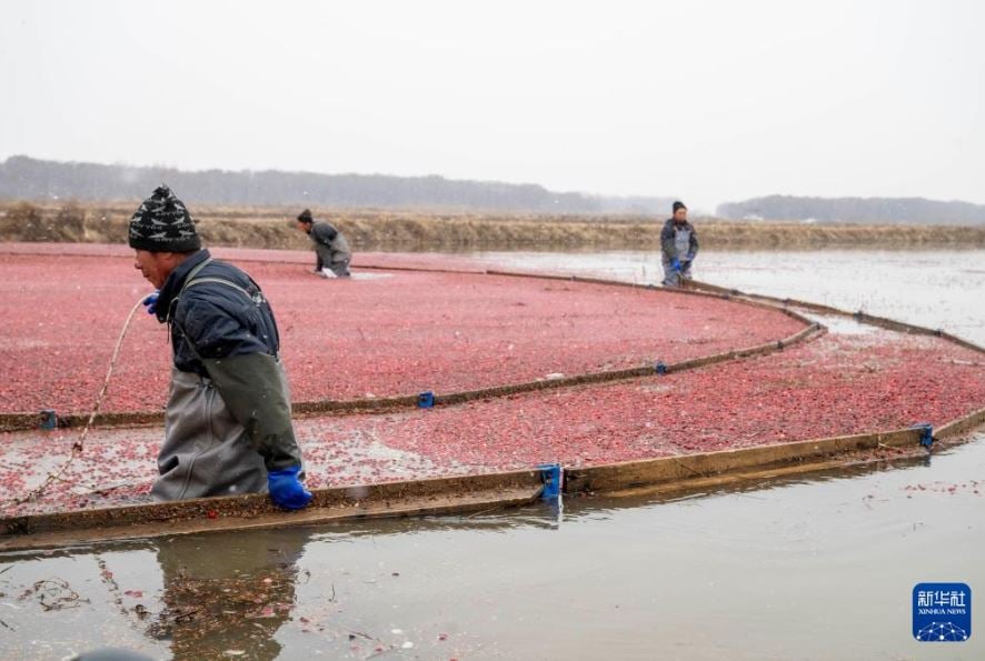 التوت البرى فى الصين (3)