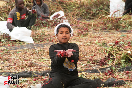 فرحة-الحصاد