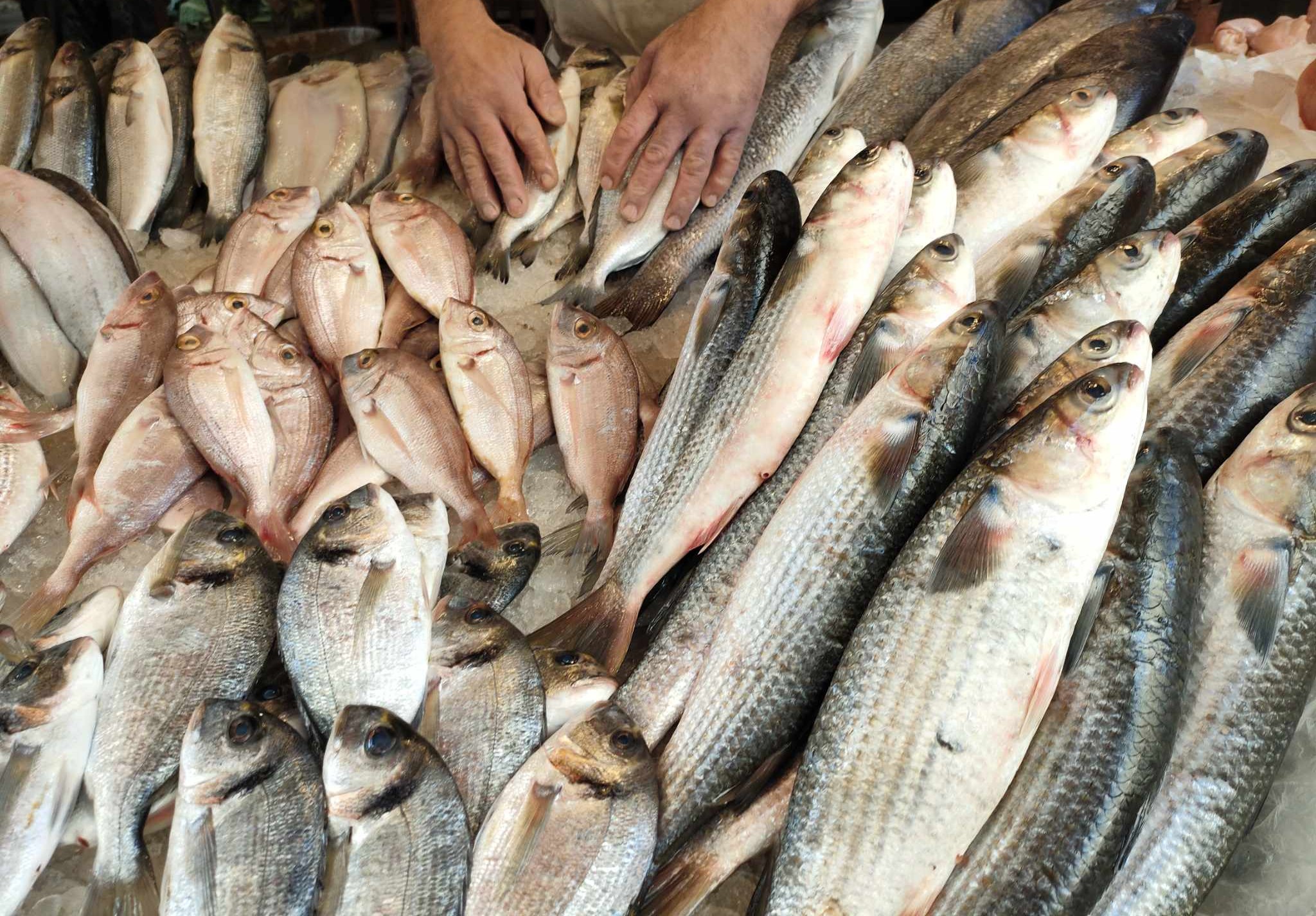 أسماك سوق الإسكندرية