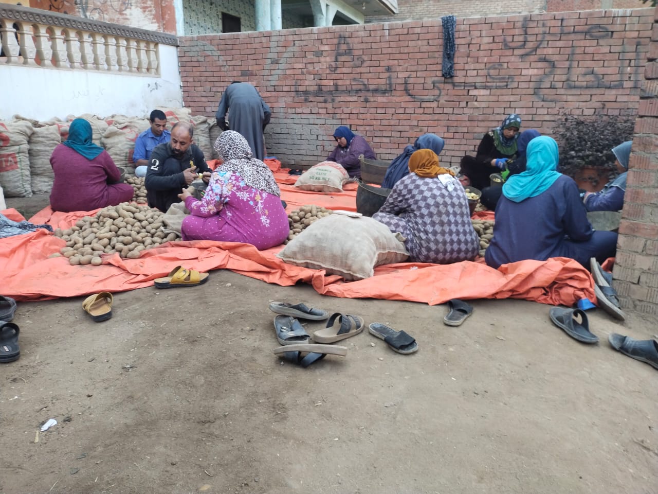 السيدات أثناء تقطيع تقاوي البطاطس بالقليوبية