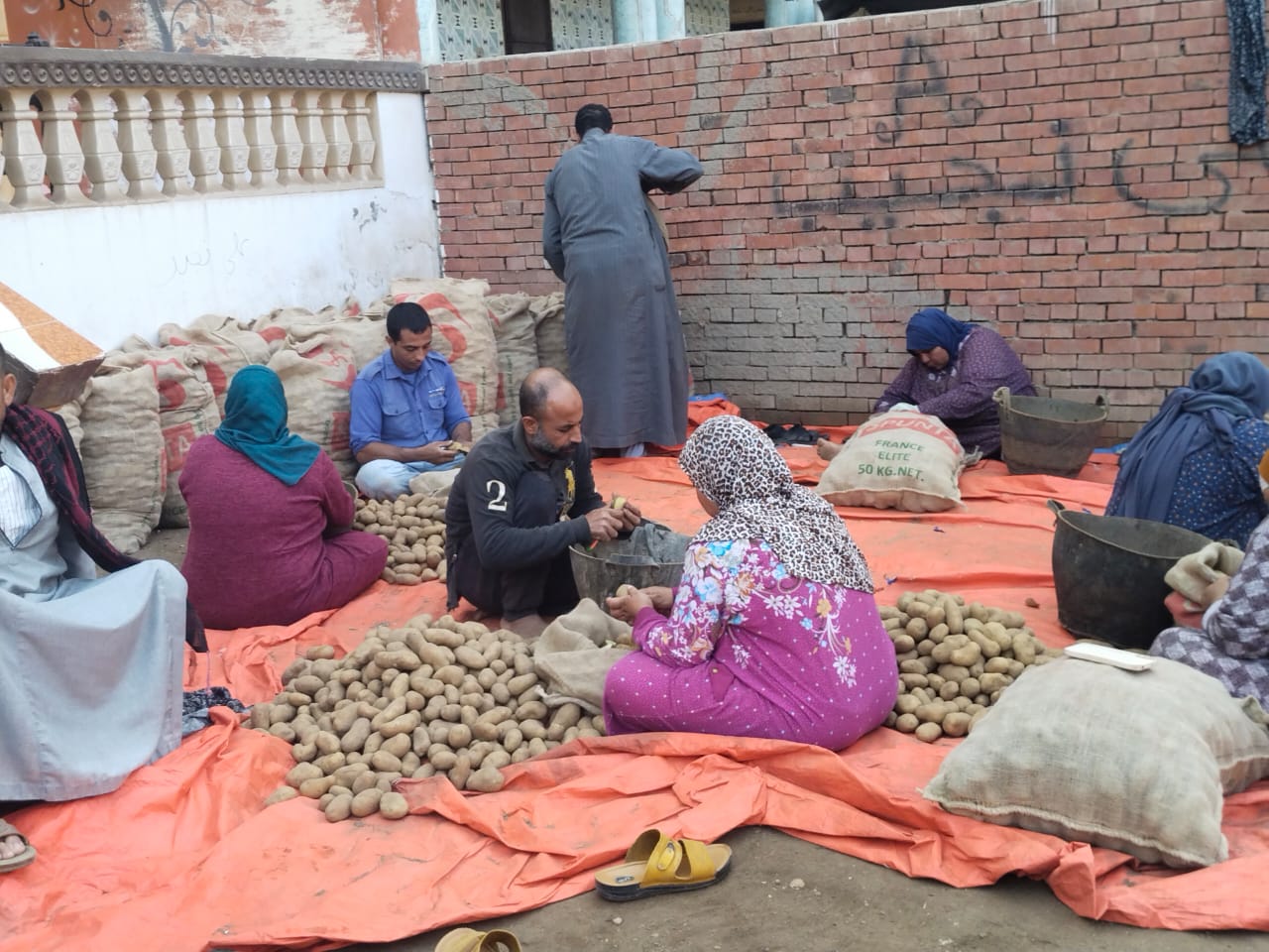 تقطيع وتعبئة تقاوي البطاطس