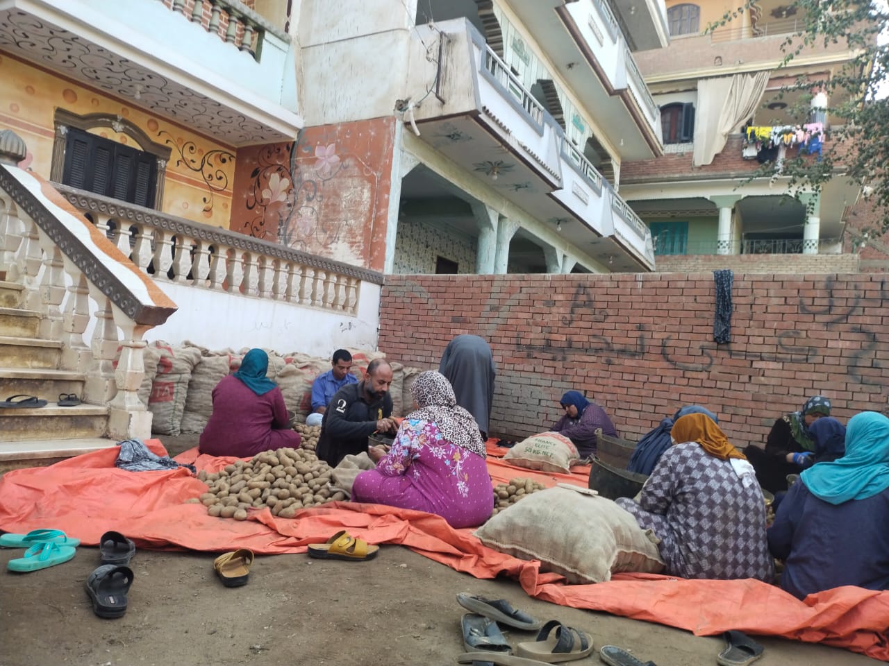 خلال التقطيع للتقاوي وتجهيزها