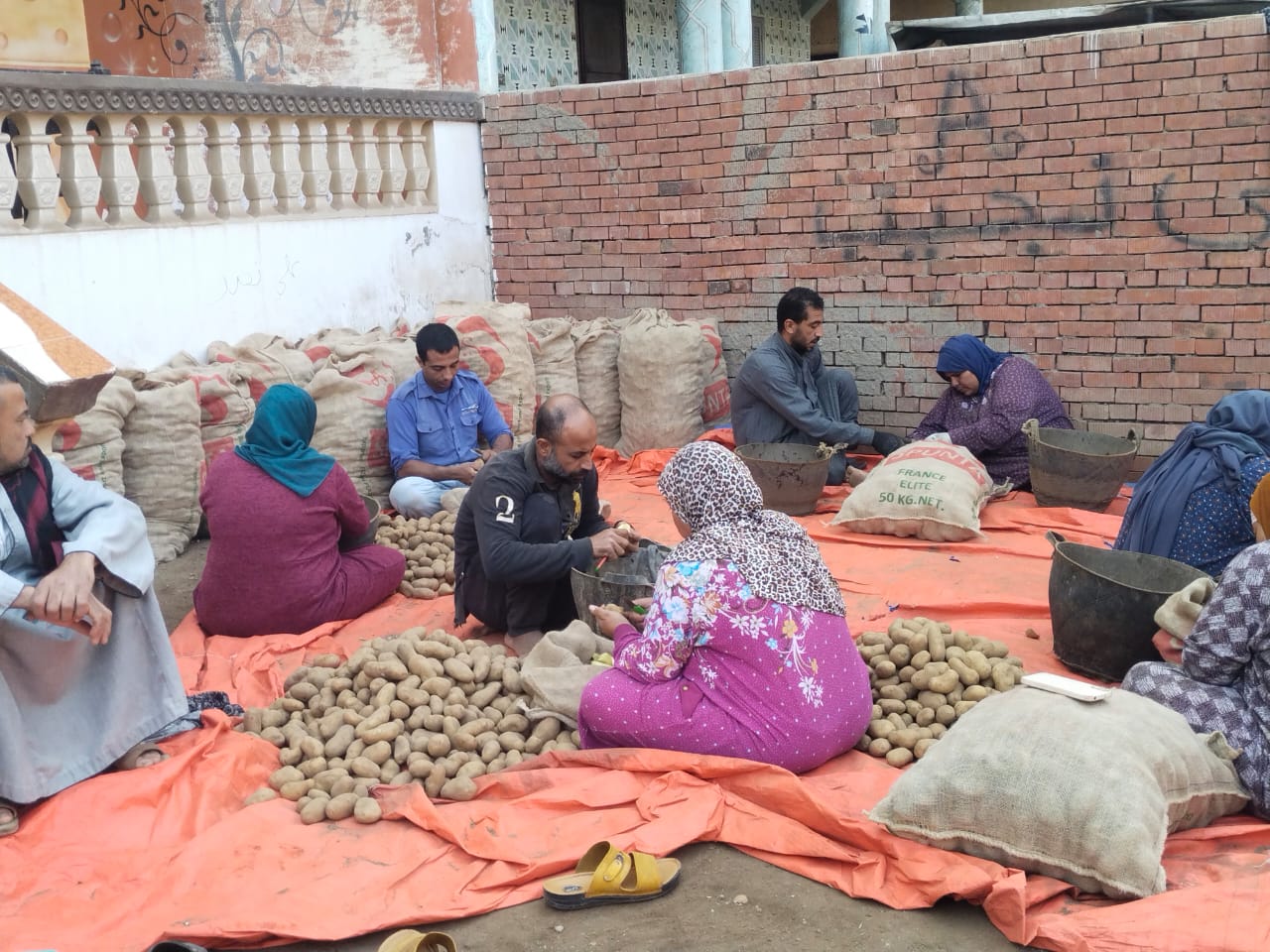 تقطيع التقاوي