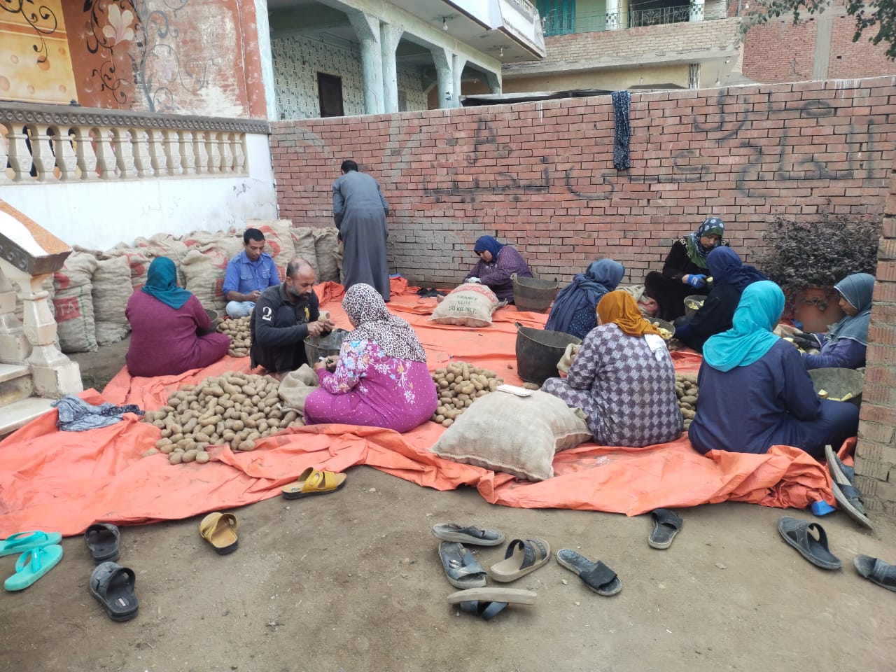 قطيع تقازي البطاطس