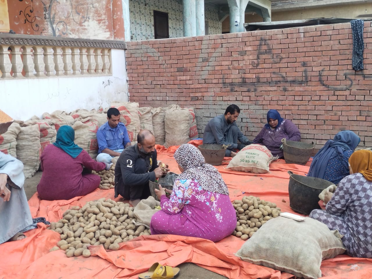 تجهيز التقازي لعملية الزراعة