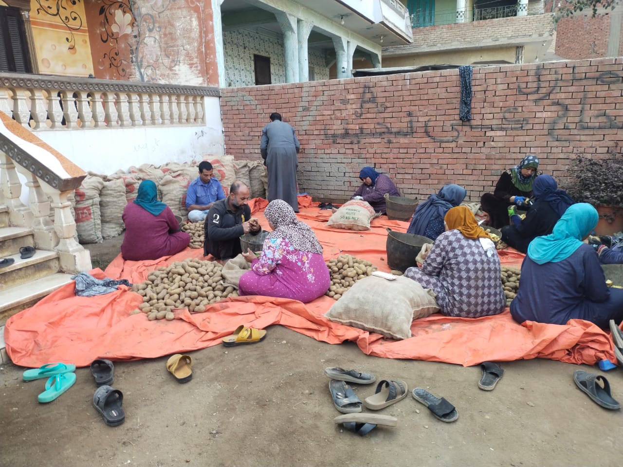 عمالة كثيفة لتقطيع تقاوي البطاطس