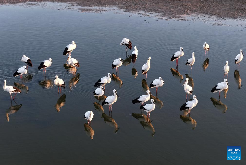 هجرة الطيور (2)