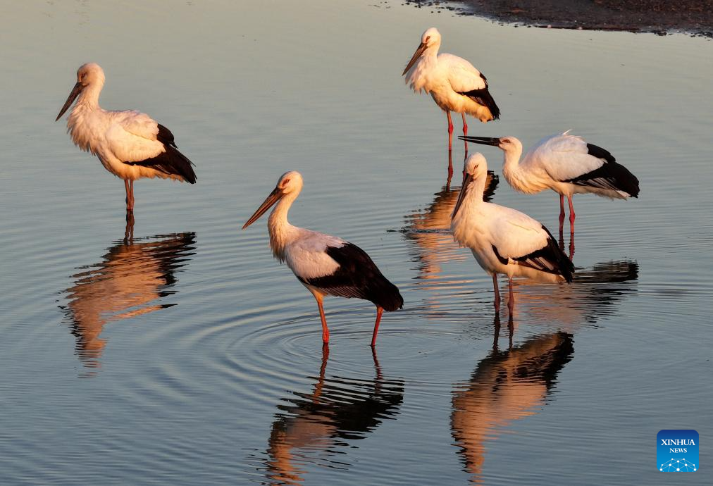 هجرة الطيور (5)