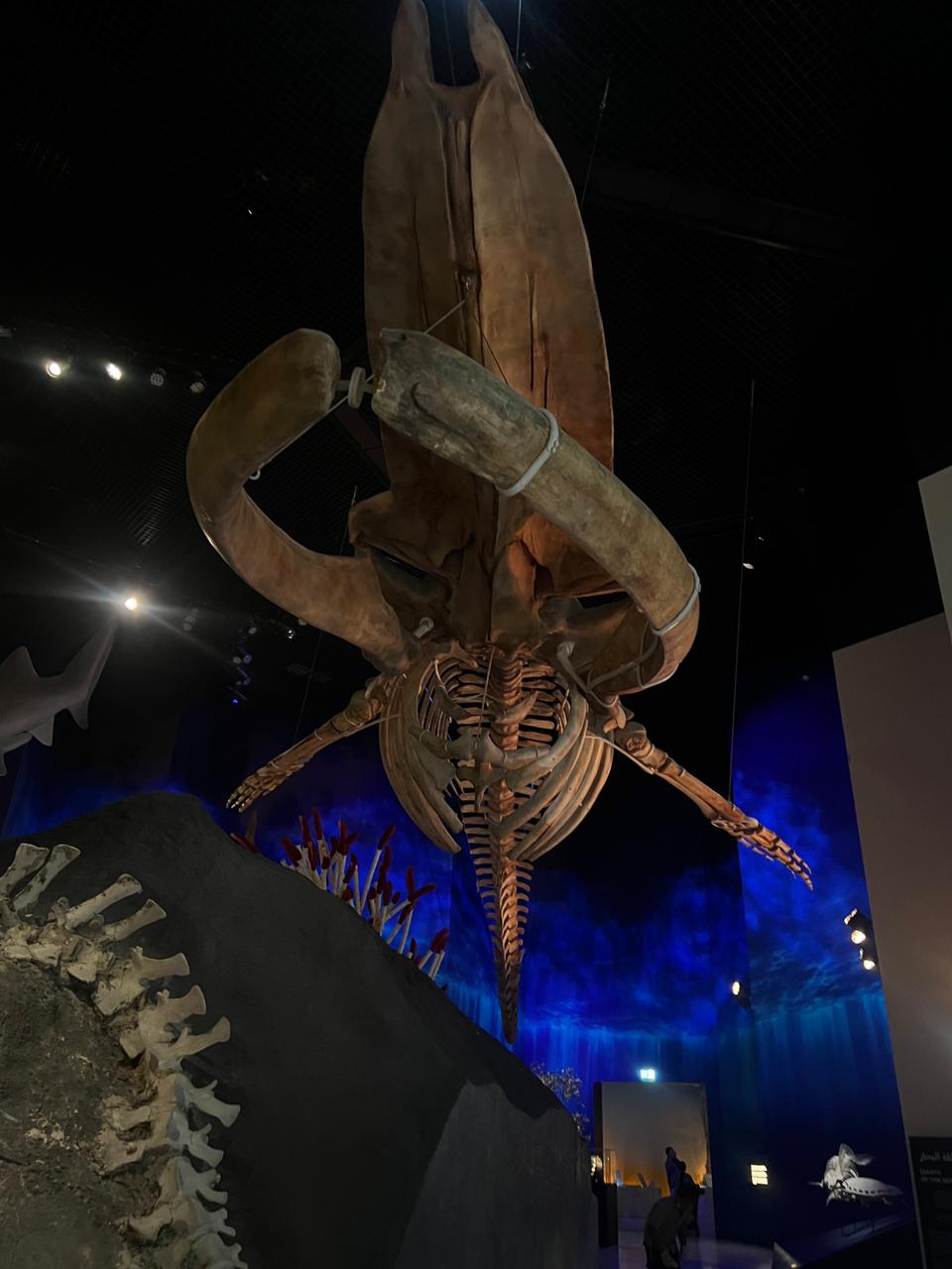 هيكل الحوت الأزرق