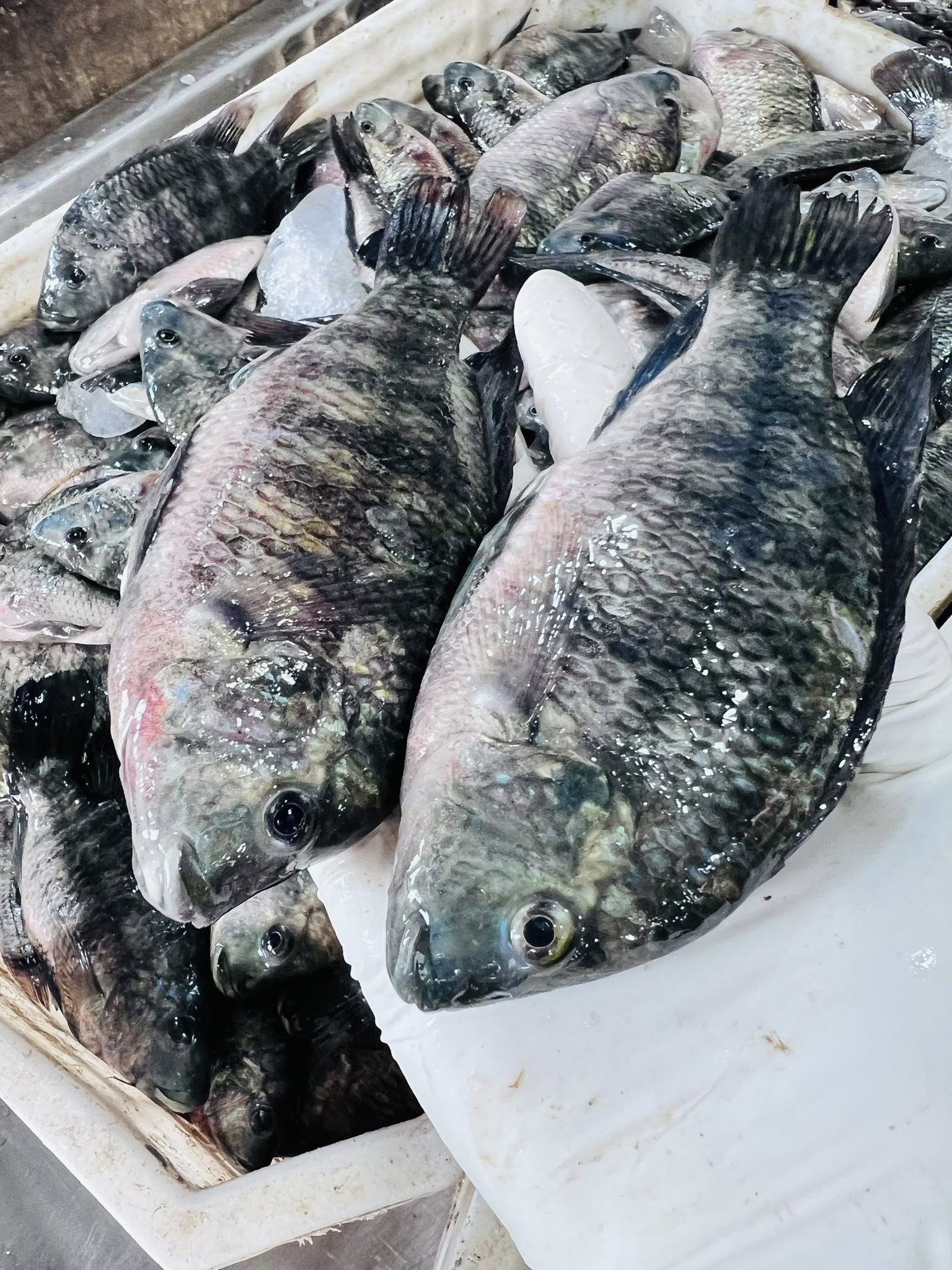 السمك البليمي