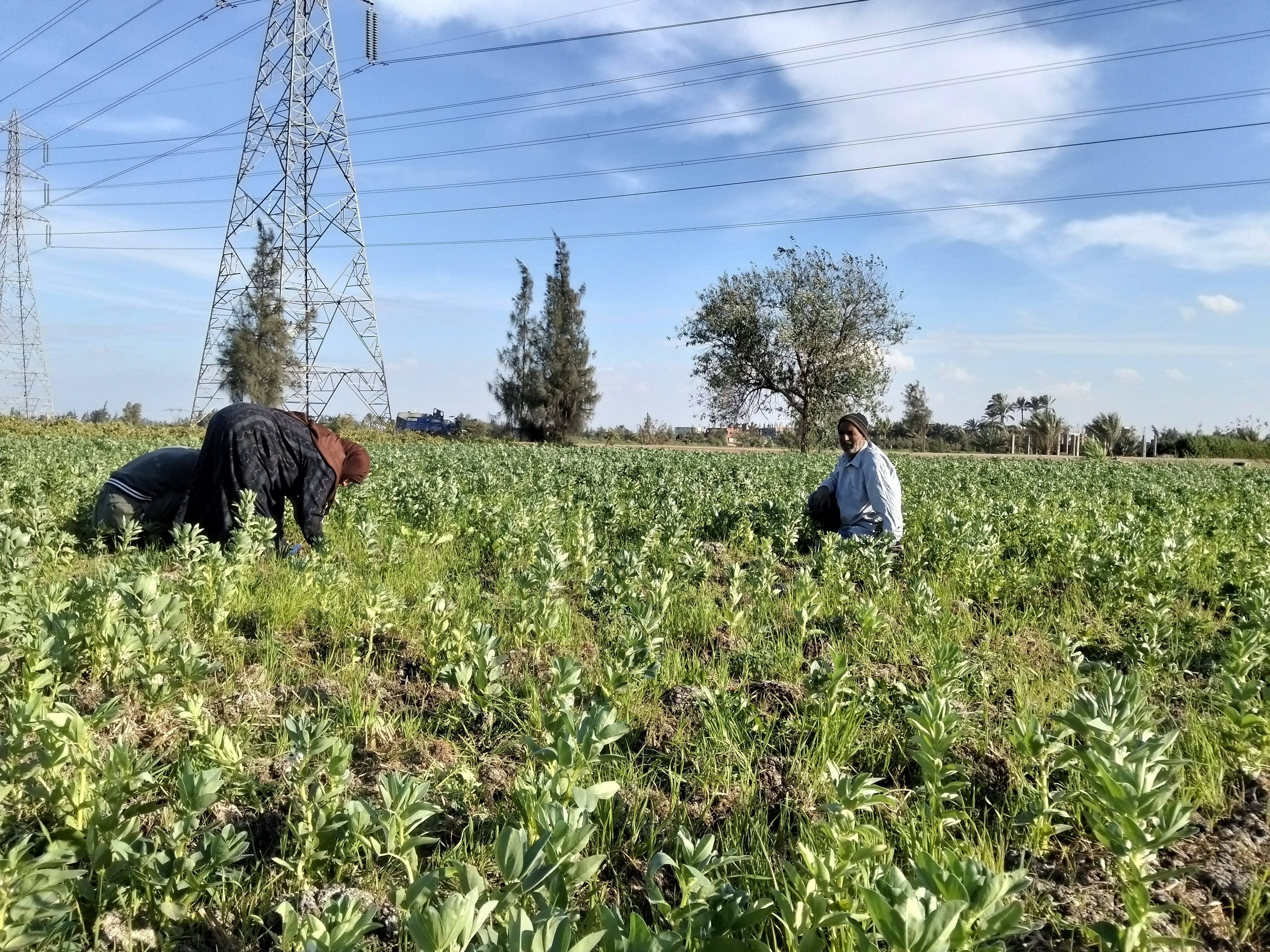 الفول البلدى 