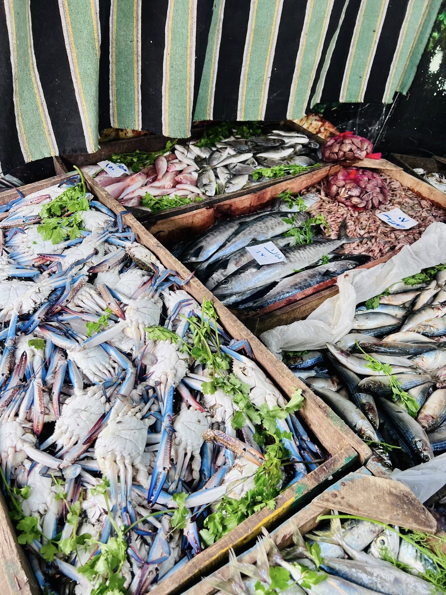 تنوع أسمك كفر الشيخ