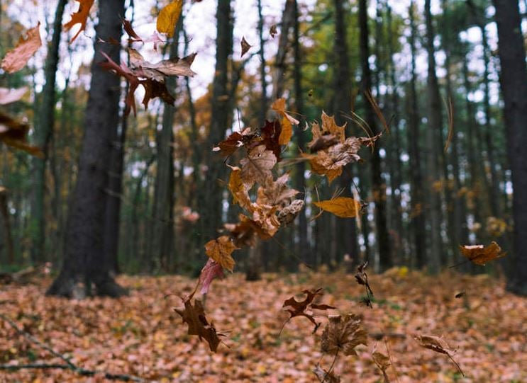 ورقة شجرة تتسبب فى غرامة مالية لرجل مسن
