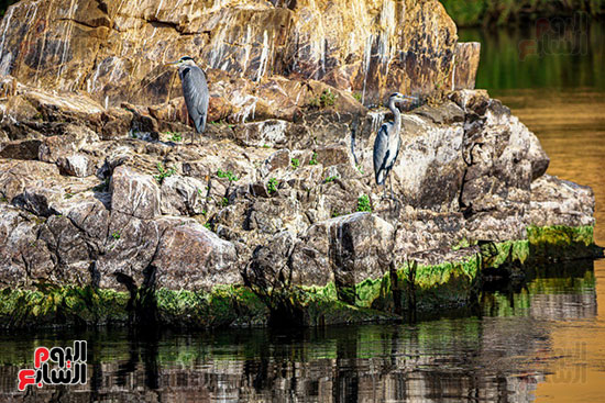 طيور مهاجرة_1