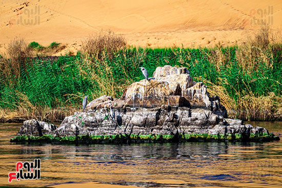 أسوان محطة للطيور المهاجرة