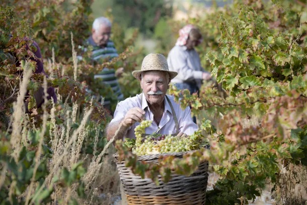 نبيذ دوميناريا