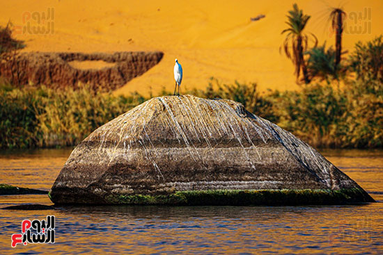 رحلة الطيور المهاجرة