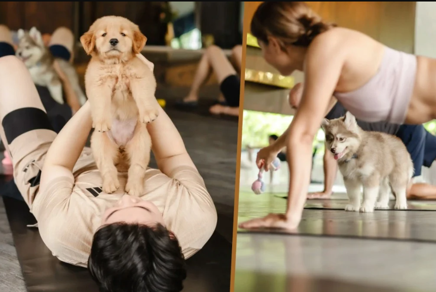 يوجا مع الكلاب