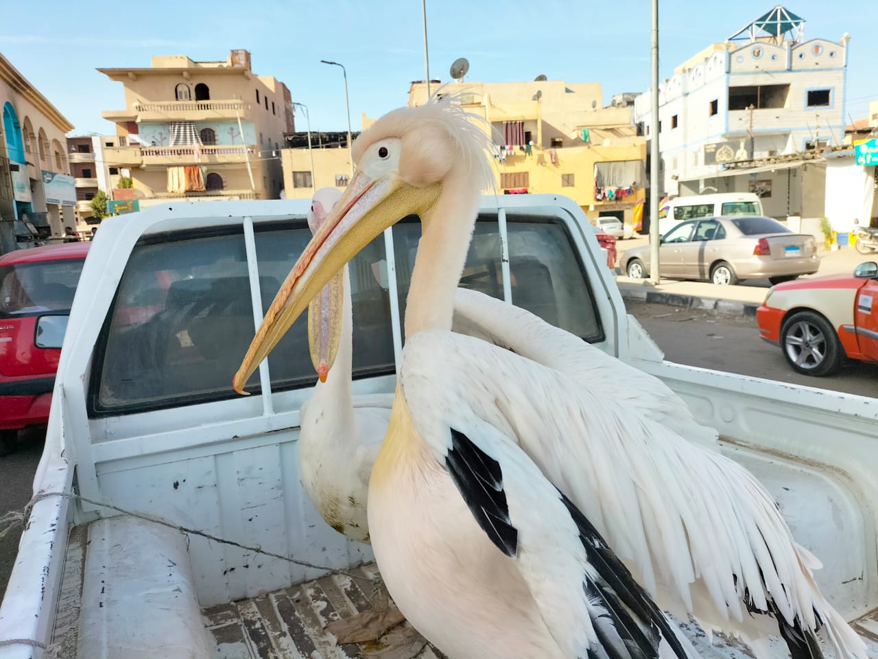 حملات التفتيش تضبط الاتجار غير المشروع في الكائنات المحمية بالاسماعيلية حملات التفتيش تضبط الاتجار غير المشروع في الكائنات المحمية بالاسماعيلية