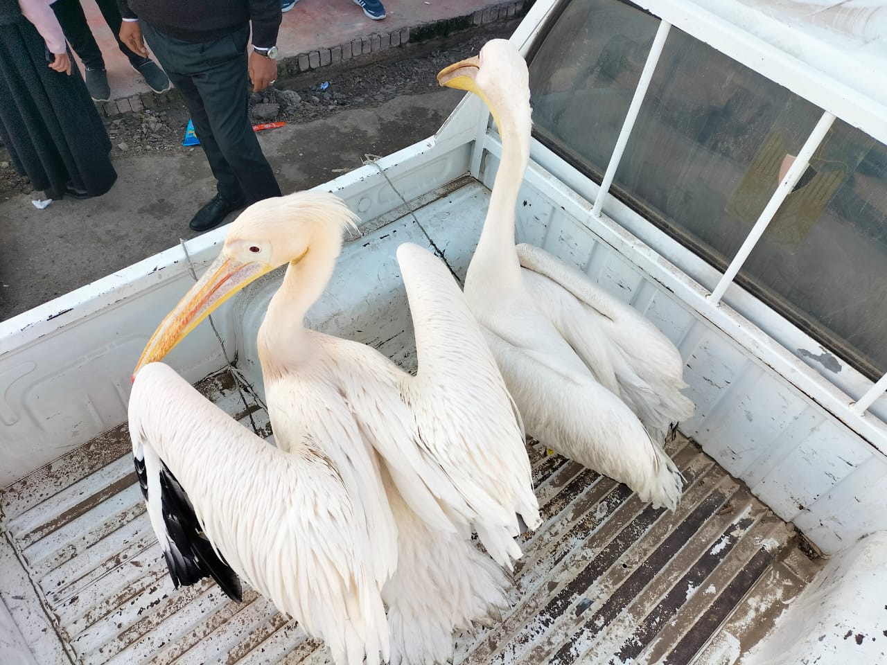 ضبط عمليات الاتجار غير المشروع فى الكائنات الحية المحمية ضبط عمليات الاتجار غير المشروع فى الكائنات الحية المحمية