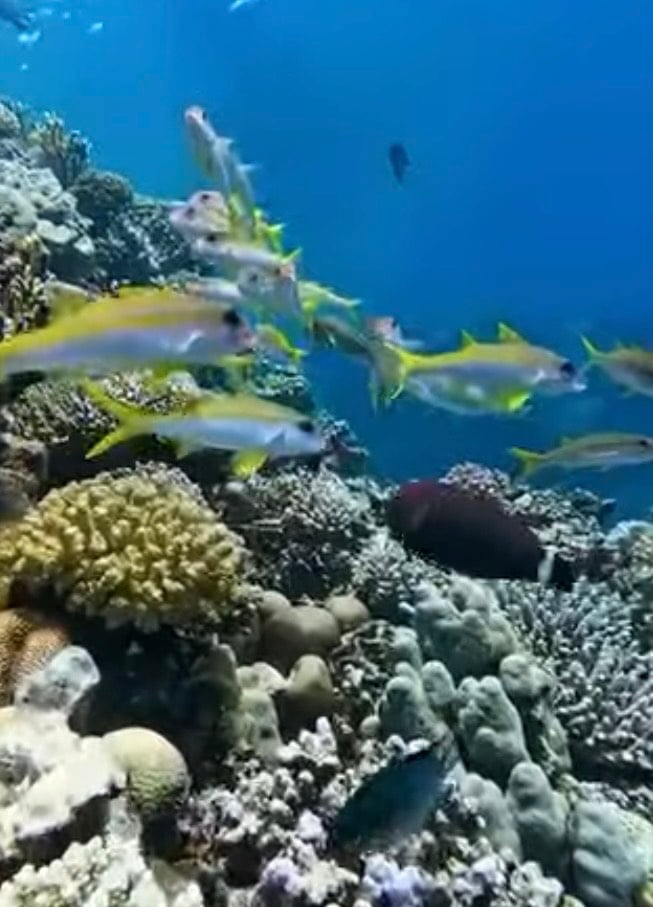 الحيد المرجانى العظيم بالبحر الأحمر  (1)