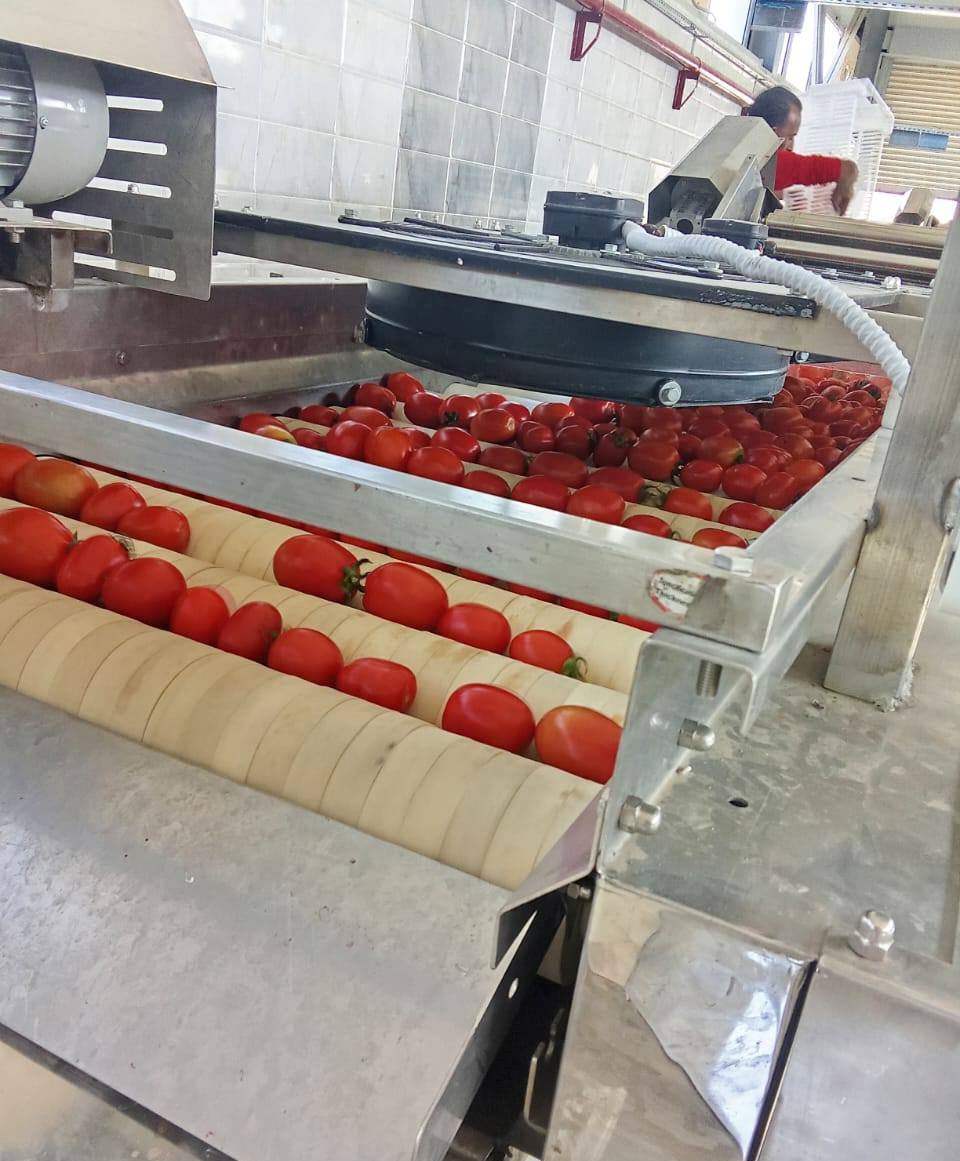 مجمع الصناعات الغذائية والتعبئة تجفيف الطماطم مجمع الصناعات الغذائية والتعبئة تجفيف الطماطم