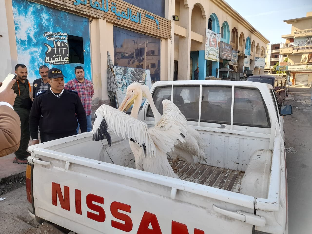 البجع فى السيارة