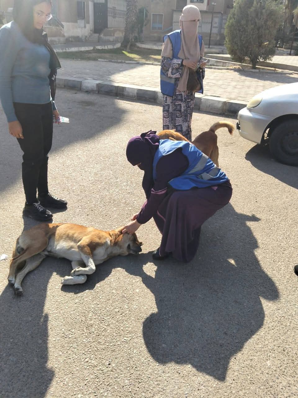 فرق نطعيم الكلاب بالشوارع في العبور