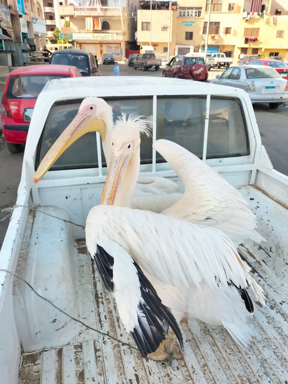 البجعتين أثناء نقلهما