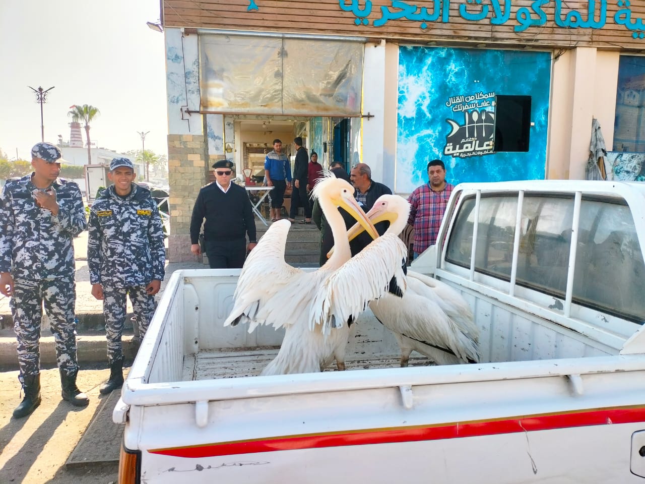 البجع بعد استخراجها من السوق