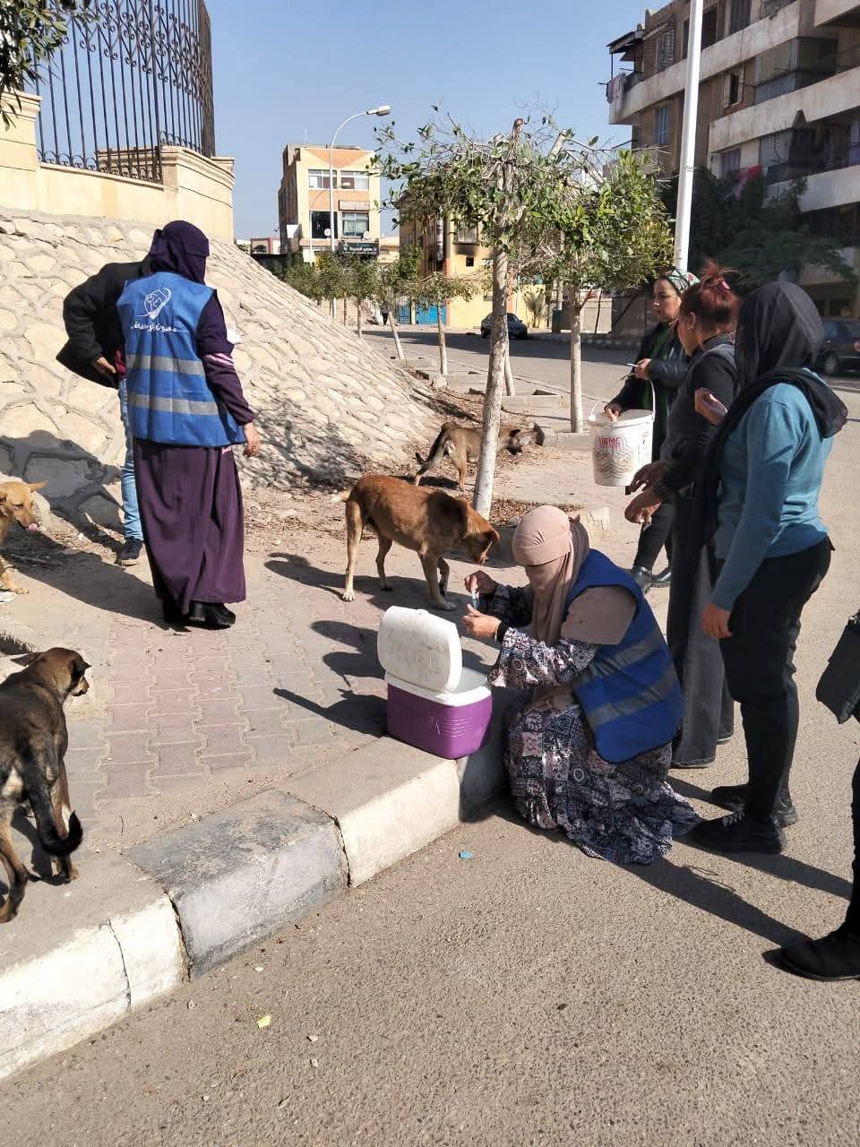 جانب من حملات تطعيم الكلاب بشوارع العبور