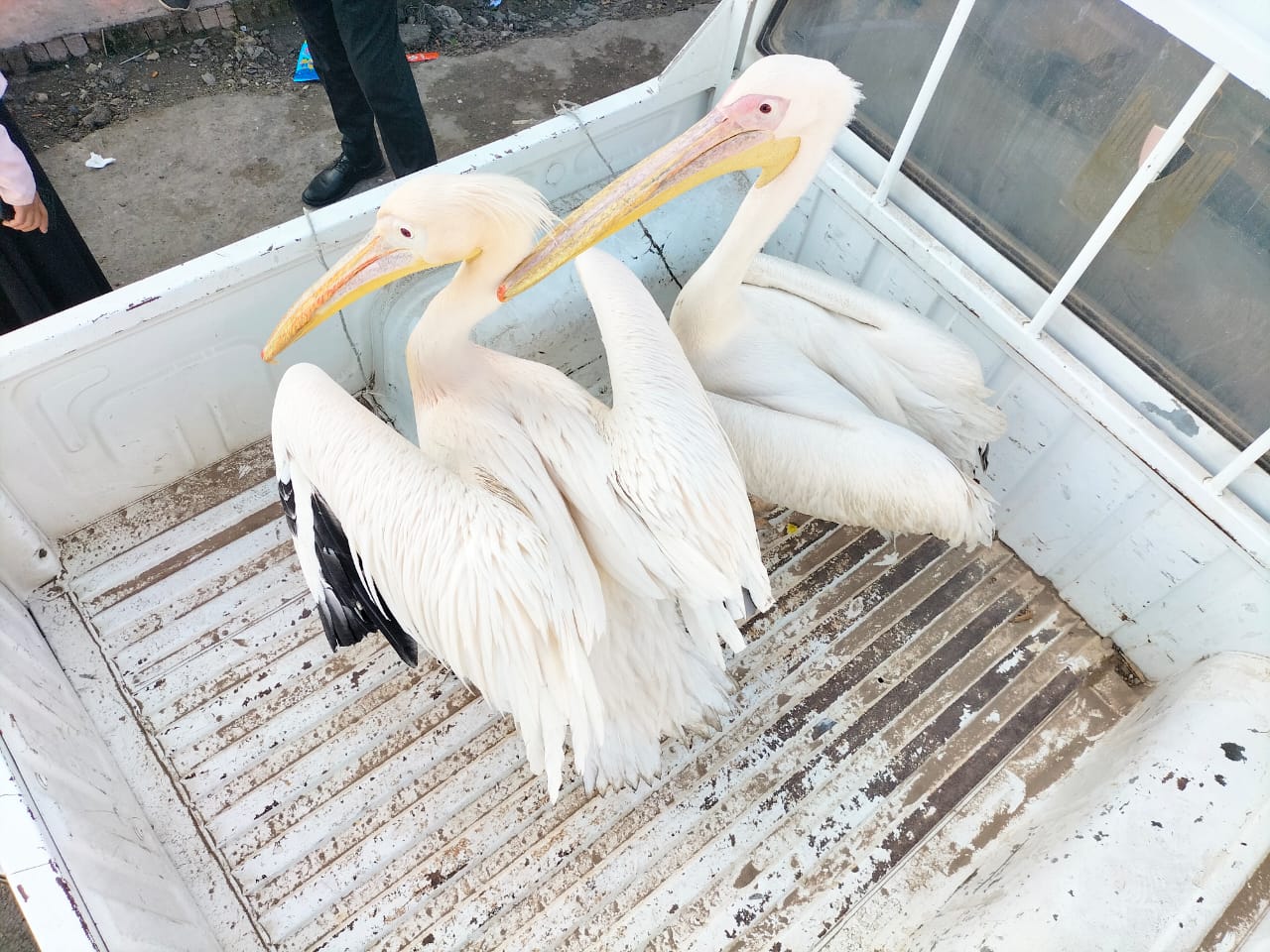 البجع فى صندوق السيارة