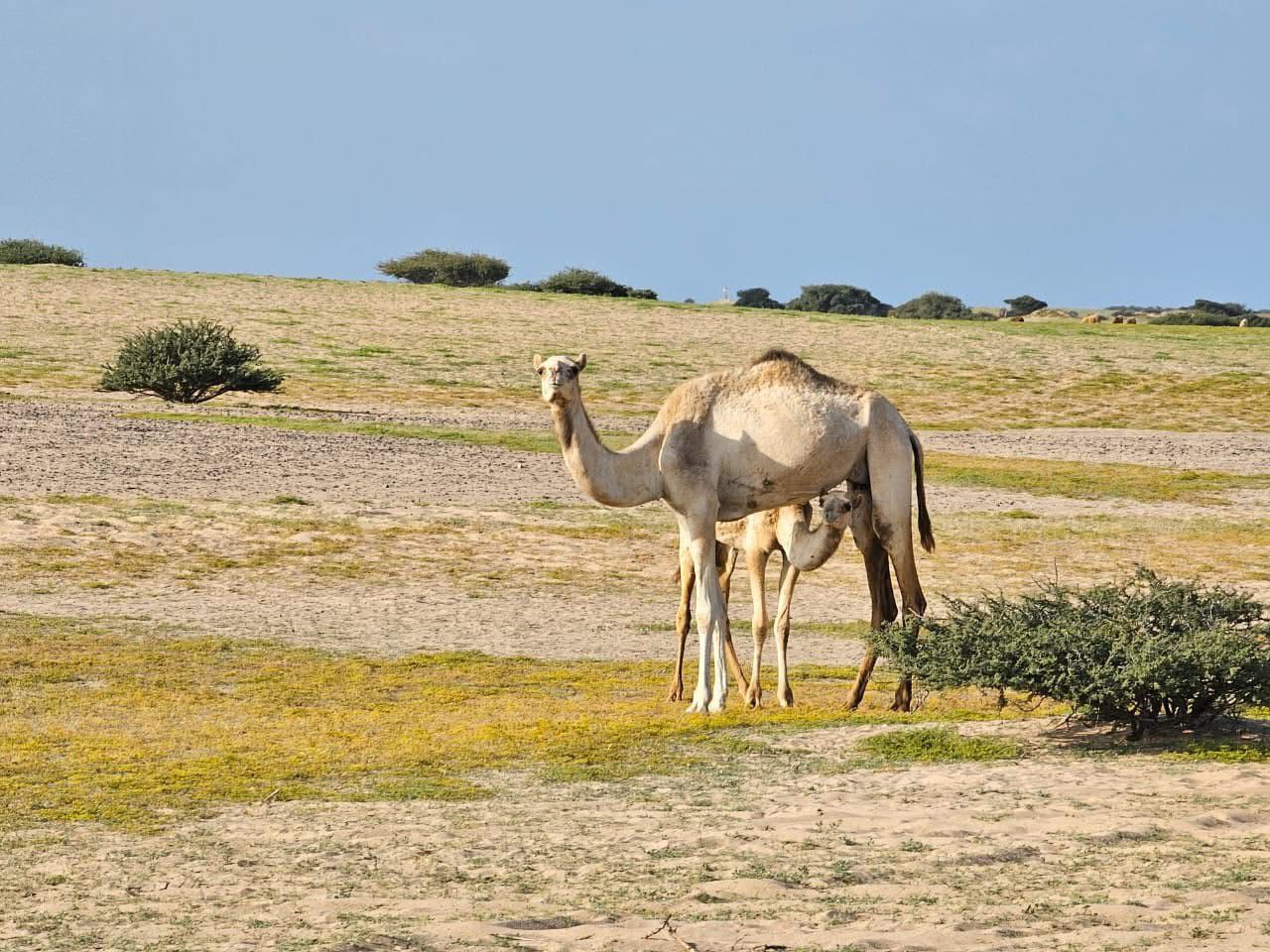 وسم الأبل بالبحر الأحمر هوية قبلية متجذرة تحافظ على السلالات النادرة من الجمال.. تنظم حركة الرعي والتنقل بين الأودية الجبلية.. تعكس تاريخًا طويلاً من عادات وتقاليد بدوية متوارثة بين قبائل الصحراء الشرقية.. صور