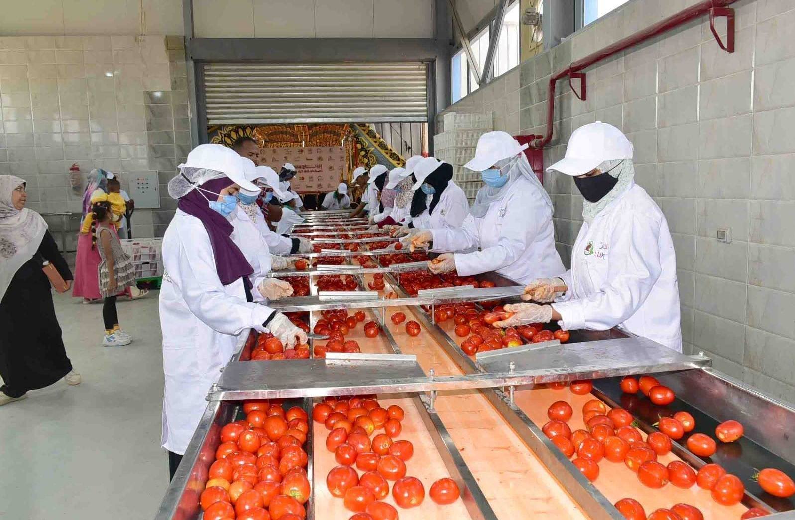 العمل فى تجفيف الطماطم بمجمع قرية الكيمان العمل فى تجفيف الطماطم بمجمع قرية الكيمان