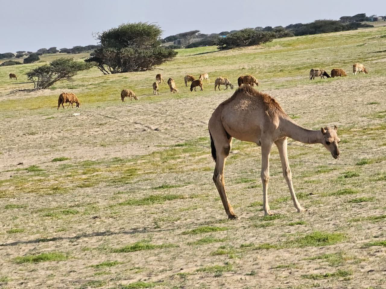 الجمال فى المراعى جنوب البحر الأحمر،