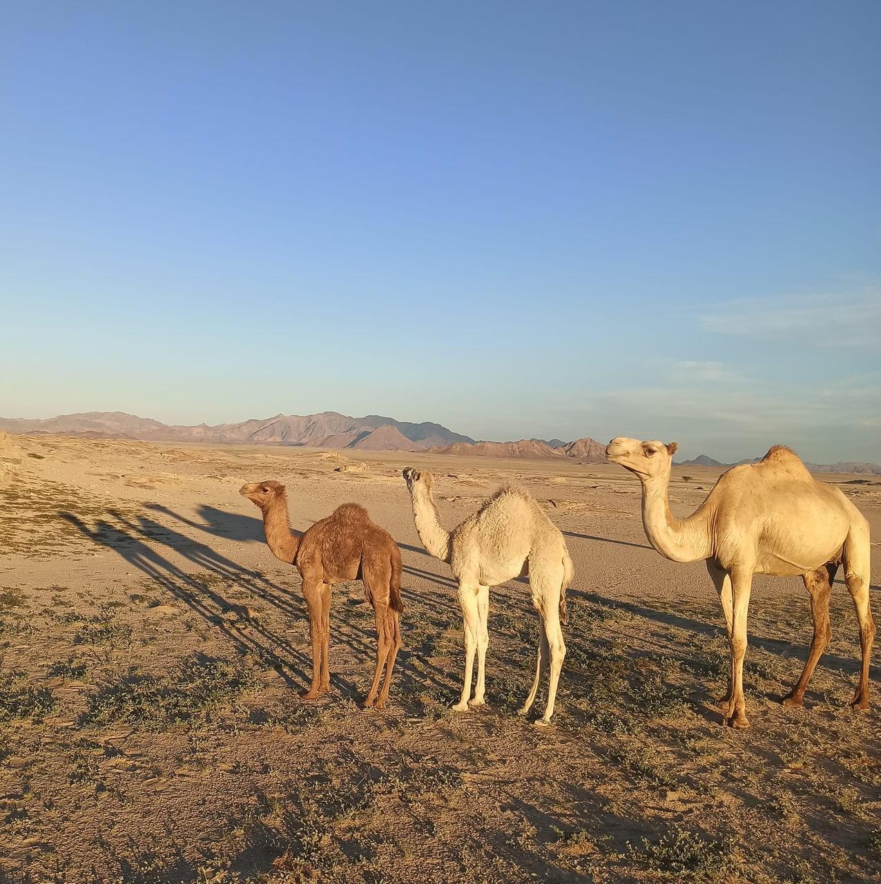 الجمال فى المراعى بالشلاتين