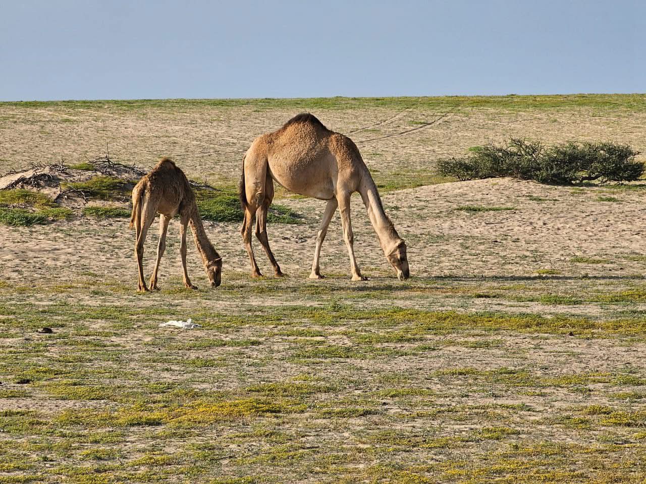 تعتبر أكثر الحيوانات تبعد الأغنام فى الجنوب 