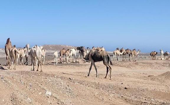الجمال فى الصحراء الشرقية 