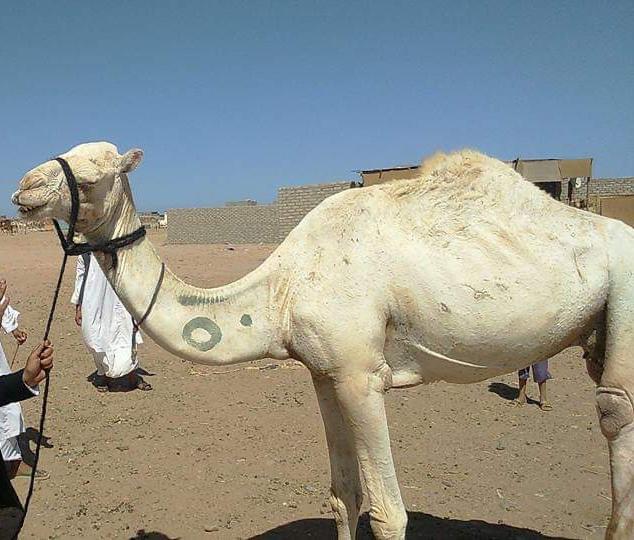 علامات تميز ملكية الجمال 