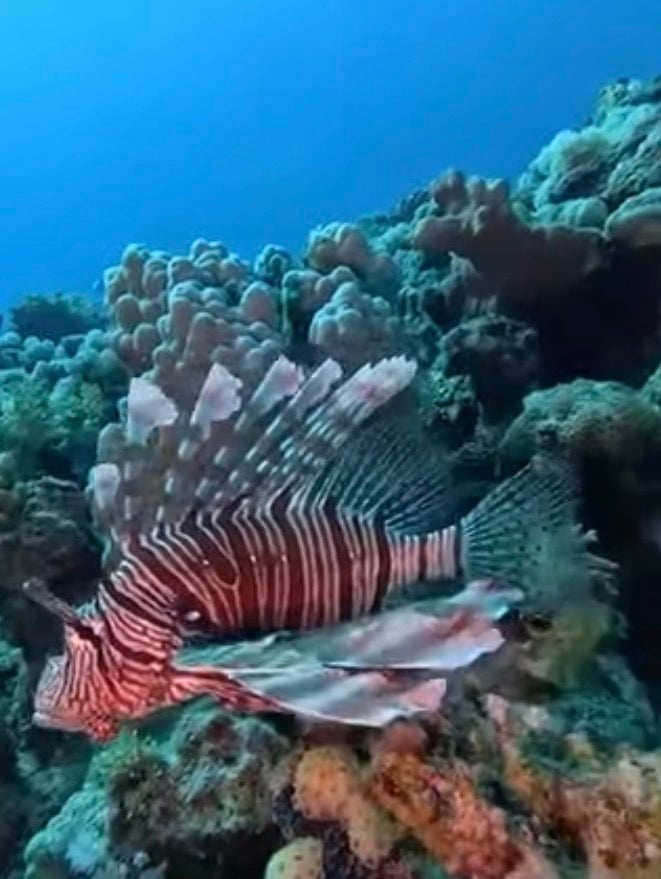 الحيد المرجانى العظيم بالبحر الأحمر  (2)