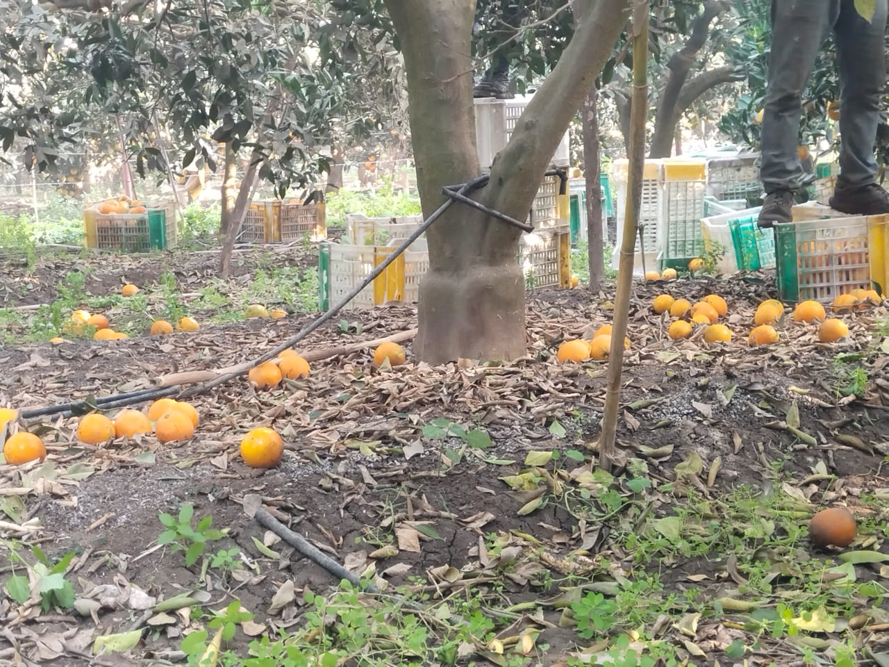 حصاد البرتقال بالقليوبية