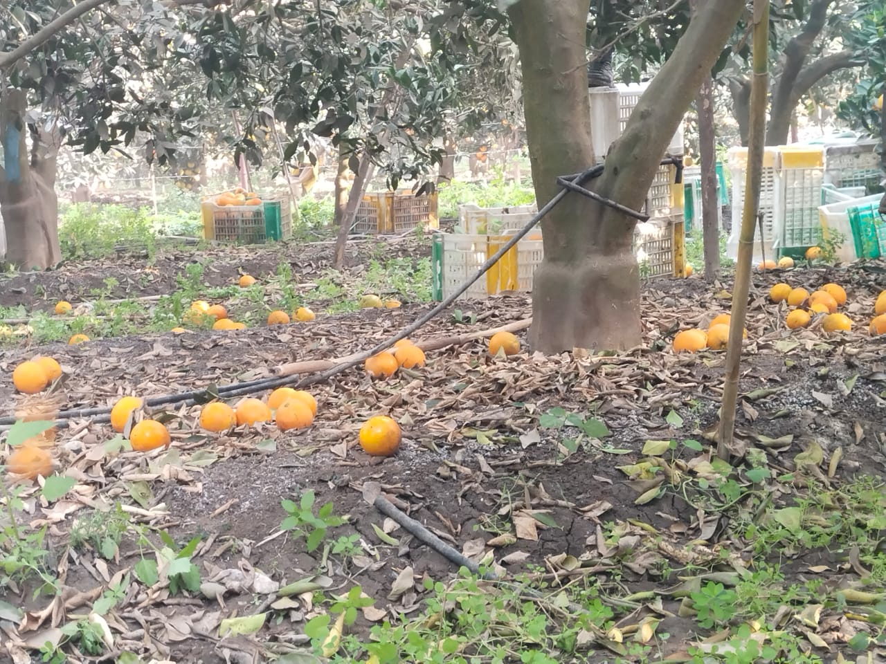 حصاد البرتقال