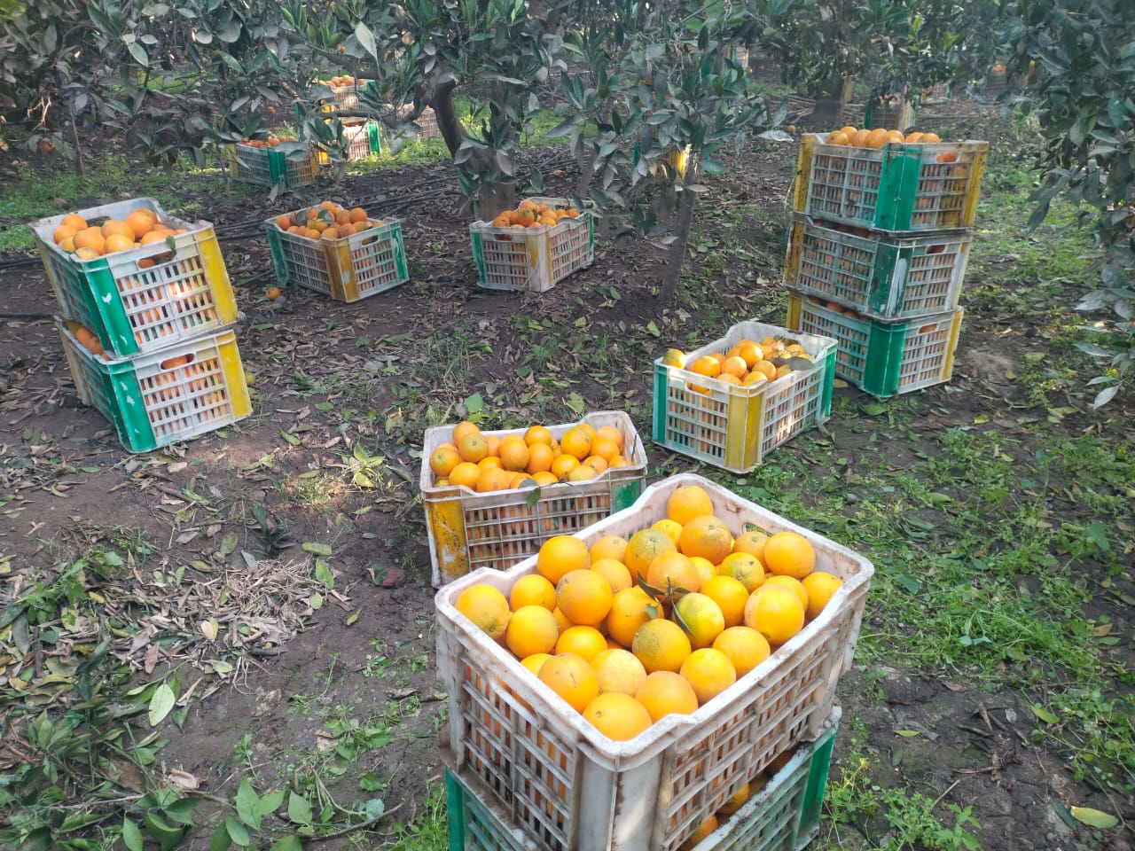 البرتقال يتلألأ بعد الحصاد