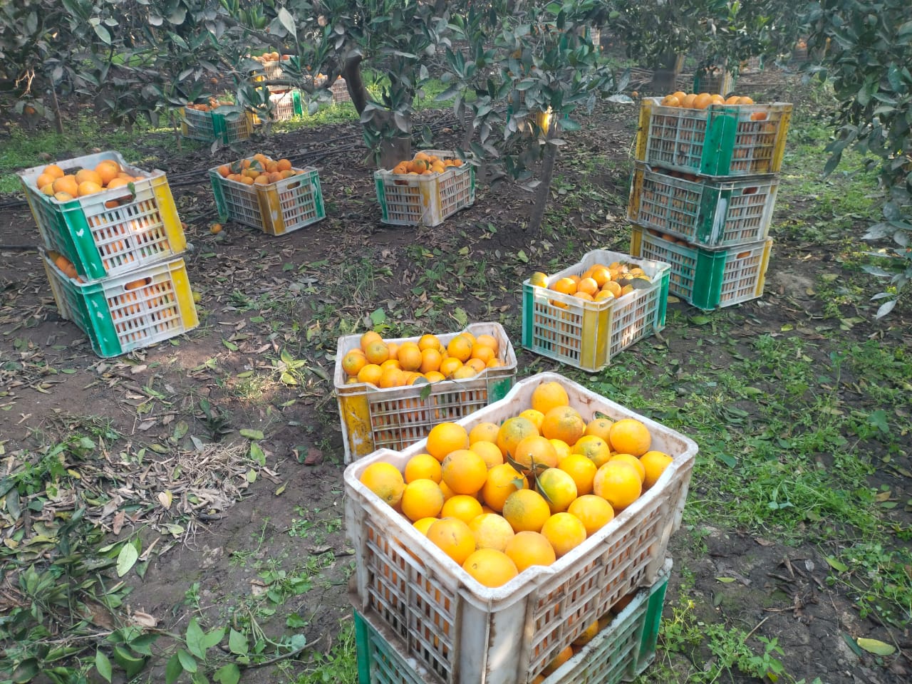 لثمرة الذهبية في الصناديق