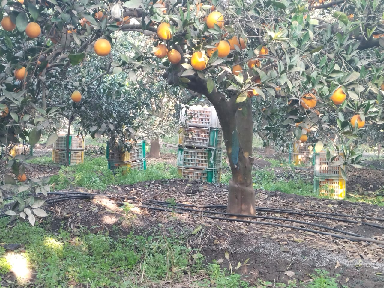 صناديق البرتقال